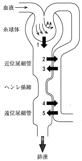 110回薬剤師国家試験問45　有機アニオントランスポーター(OAT1，OAT3)を介した薬物の輸送を表すのはどれか